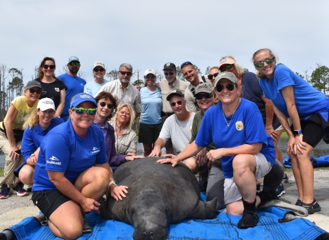 a group of people surrounding a manatee laying on a blue tarp