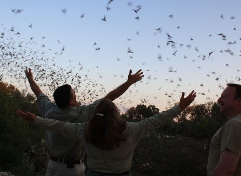 A crowd of people with their arms open stand in front of a flock of bats at dusk