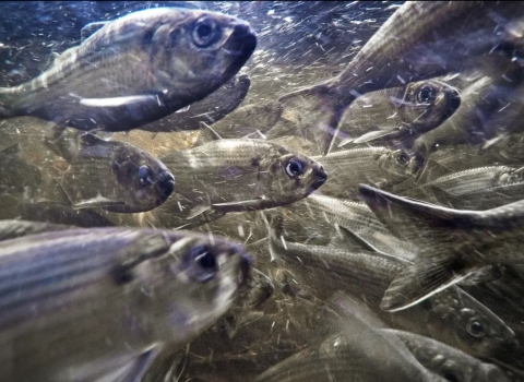 River herring in stream