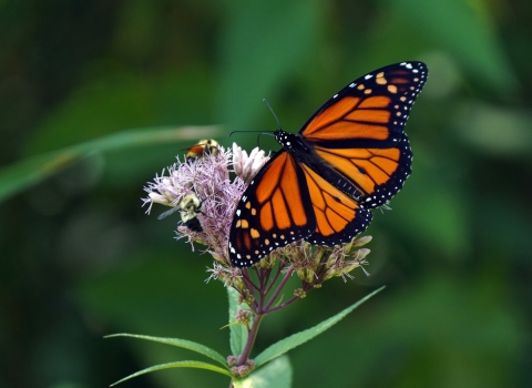 A monarch butterfly and bumble bees visit blooming Joe Pye weed