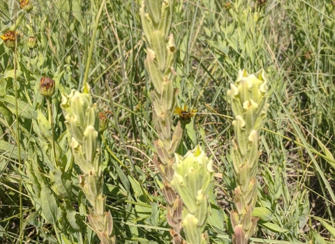 Four yellow to red flower bracts grow in a field among grass and other flowers.