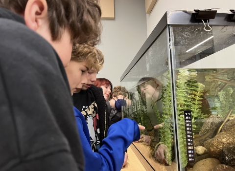 a closeup of a number of students looking closely at American eels in an aquatic tank. One of the students in the front stands pointing at the eels