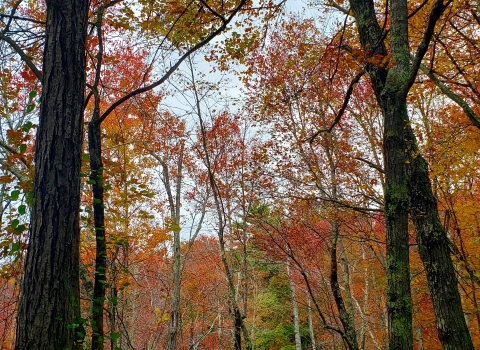 A view into the woods of trees with vibrant red and orange leaves