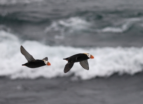 Tufted Puffins flying over the ocean