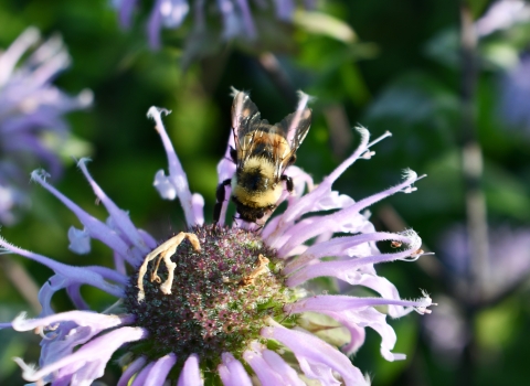 Rusty patched bumble bee on wild bergamot