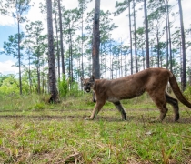 Field camera photo of a Florida Panther