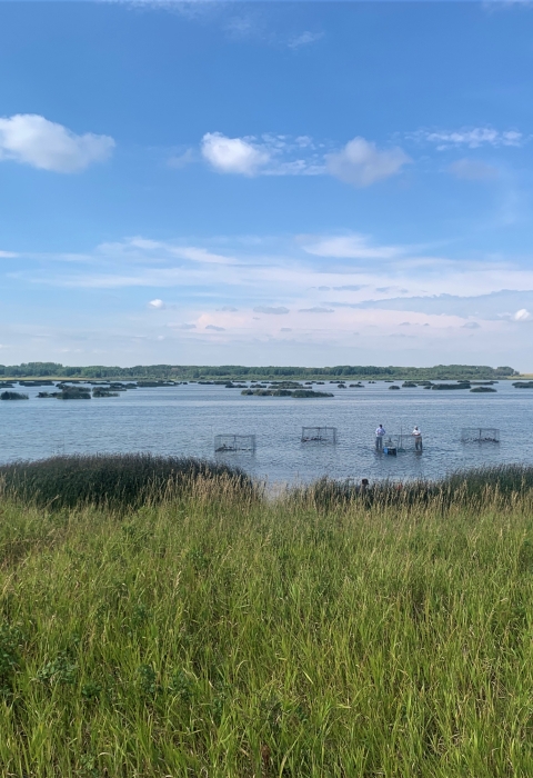 five swim in traps are set to catch ducks in a wetland surrounded by prairie grasses