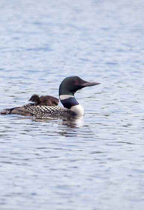 The common loon known as ABJ on the water with two chicks