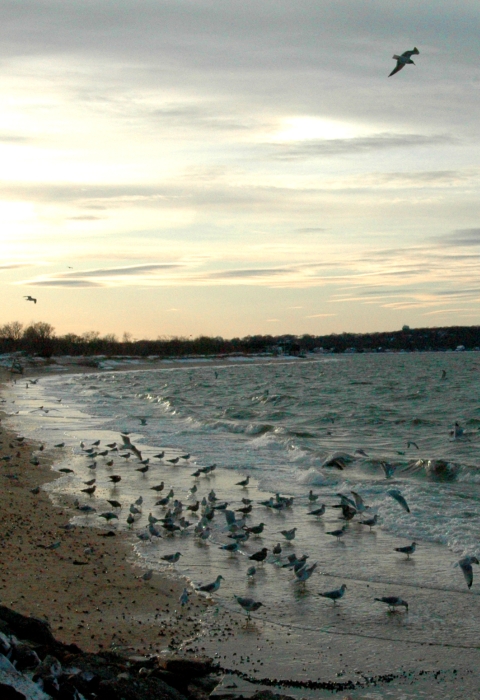 A group of shorebirds gathers in the tidal zone