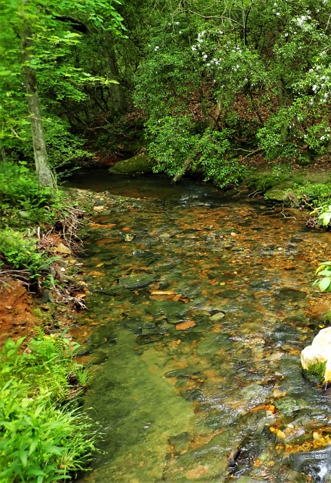 A small stream with riparian vegetation and cobble substrate