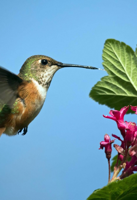 a brown and green and white hummingbird hovers at a pink group of flowers
