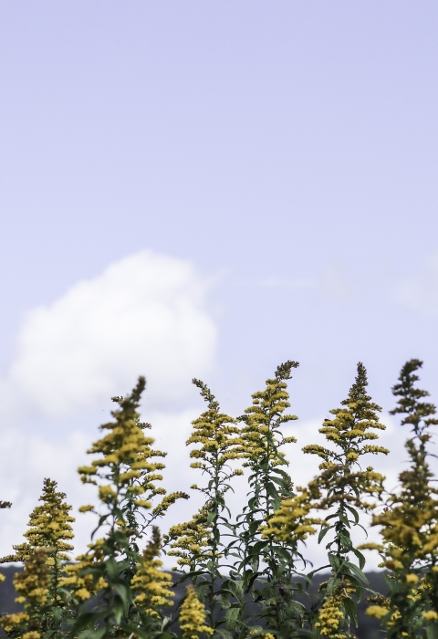 Large group of goldenrod flowers