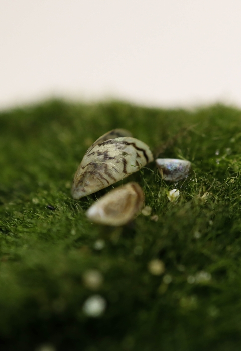 A small stripped mussel shell sits on a mossly green ball. 