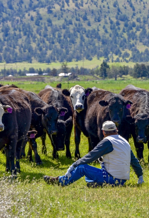 A man sits on the ground with his back to the view looking at multiple cows with forested trees in the background
