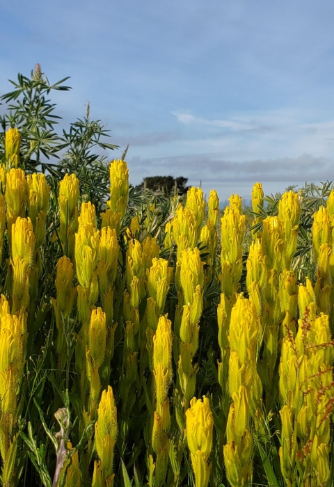 Yellow flowers of golden paintbrush beneath a blue sky