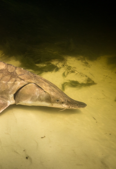 Gulf sturgeon resting on river bottom
