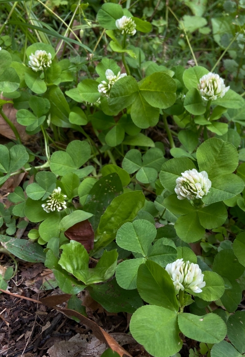 Running buffalo clover plant