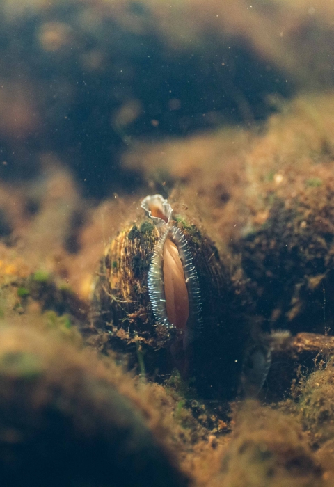 A freshwater mussel on a stream bottom