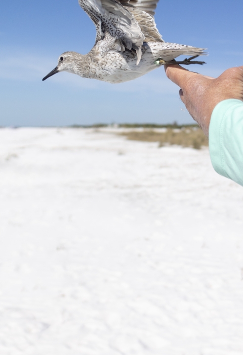 a brown shorebird is released 