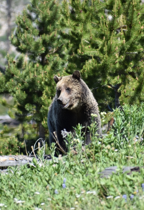 Grizzly bear standing on log in a pine forest