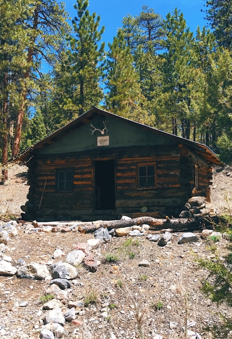 Historic log cabin surrounded by pine trees