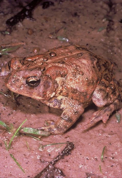 A Houston toad in mud. 