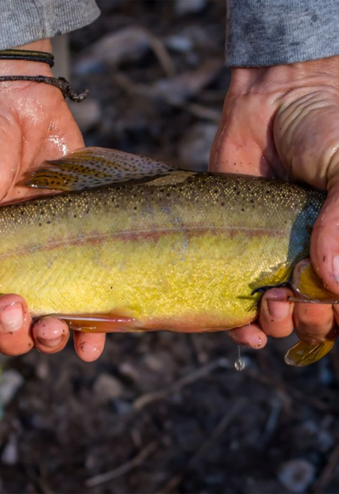 Man holding a gila trout in his hands. 