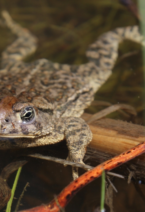 adult wyoming toad swimming among aquatic vegetation