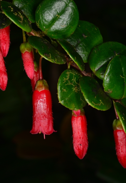 a bright red flower with green leaves