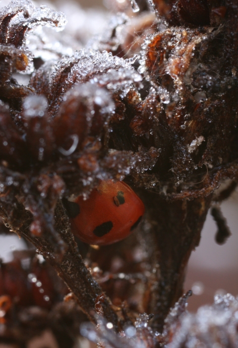 A red beetle with black spots nestled into a frost-covered stalk of a plant.