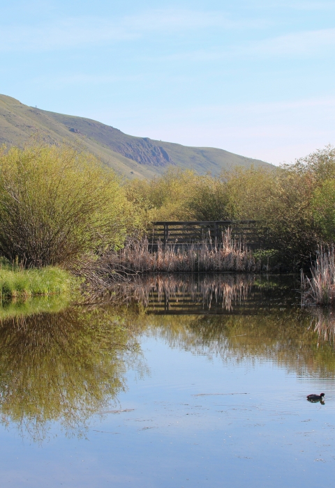 Pond with a distant boardwalk and building on the left.