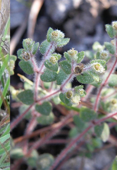 Four plants: hand holding woody branch with yellow-green eaves, grass shooting up from the ground, small fuzzy light green leaves on a red stem, white and maroon flowers on a stem with green leaves.