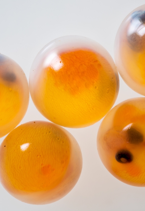 Rainbow trout eggs