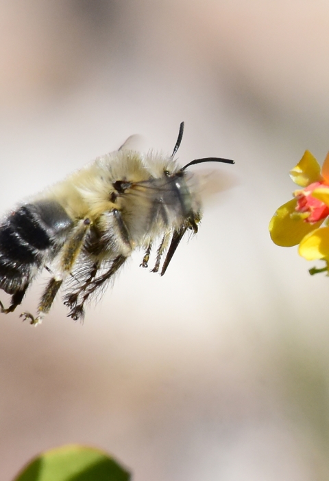 Digger bee hovers near yellowish orange Golden currant flower. 
