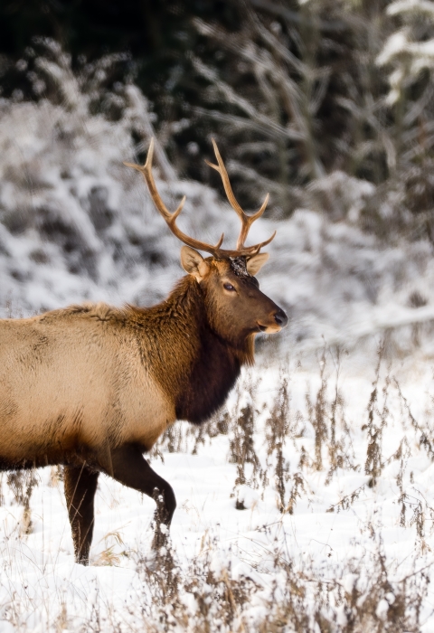 A stately Roosevelt elk in the snow