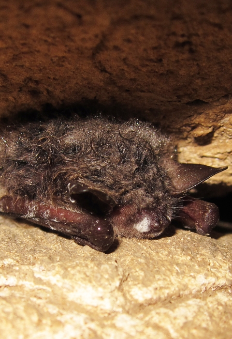 A Northern long-eared bat between rocks with white like powder on its nose. 