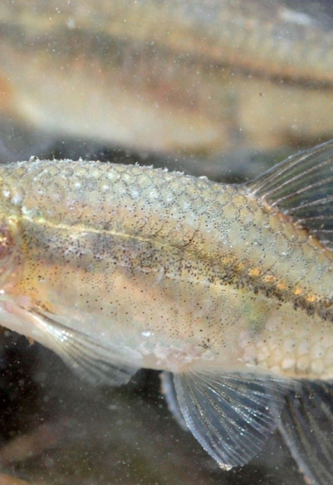 two silvery golden fish in water