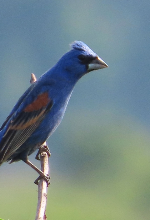 Blue bird with brown & black patterned wings sitting on a branch