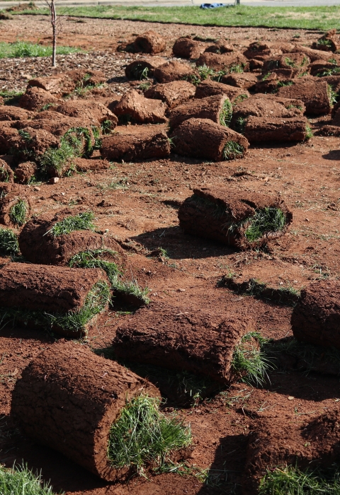 Field with several rolls of sod scattered about