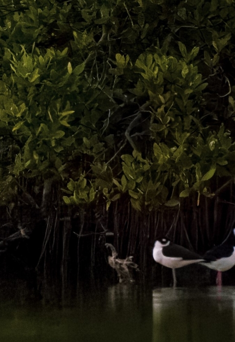 Key deer in mangrove drinking water while birds wading. 