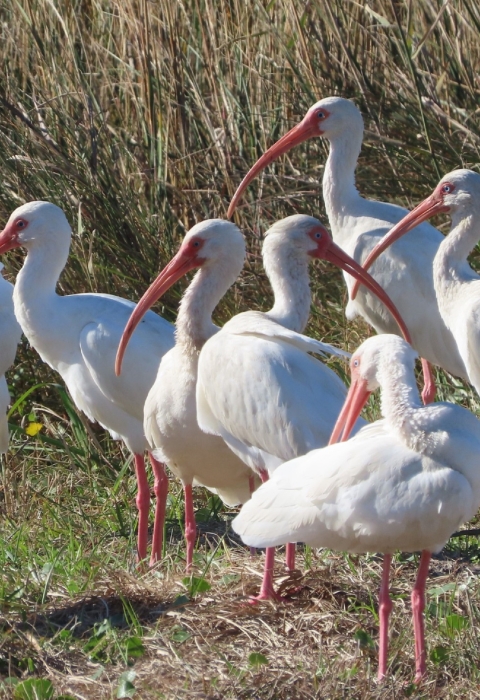 Flock of white Ibis, tall, pink-legged, long-curved pink bill wading bird standing on shore