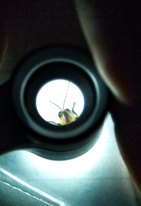 Looking through a microscope, a firefly’s head can be seen peering out