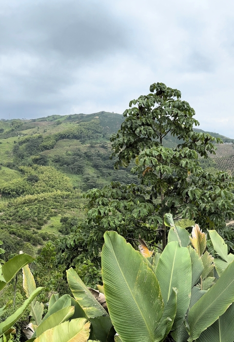 Leafy green plants are in the foreground, a large tree in the mid-ground, and a hillside covered in green plants and areas of cultivation. 