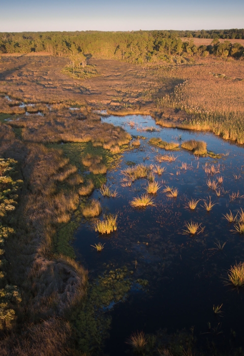 aerial view of a saltmarsh