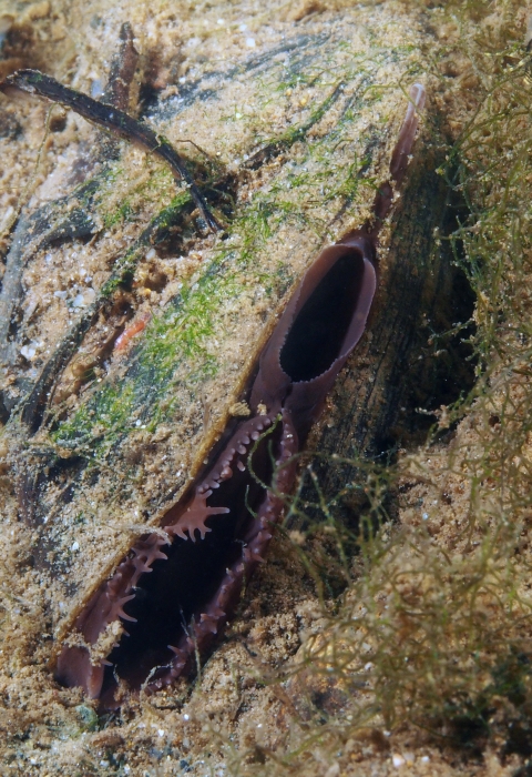 Western ridged mussel underwater