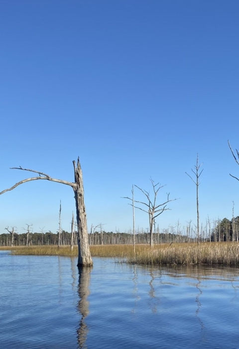 A salt marsh.