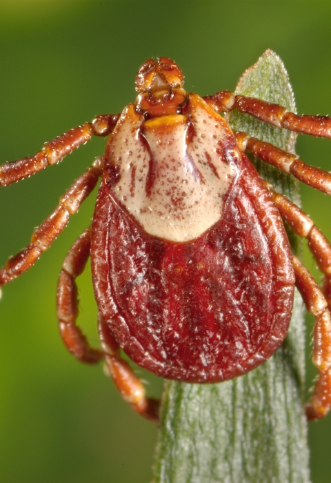 A macro photo of a bright red tick