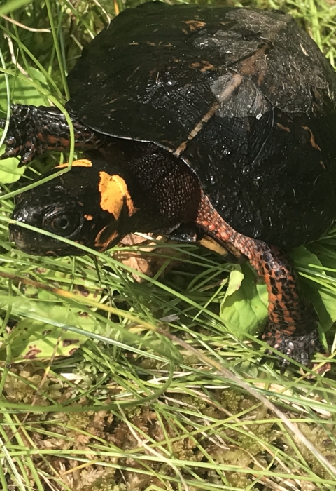 Bog turtle