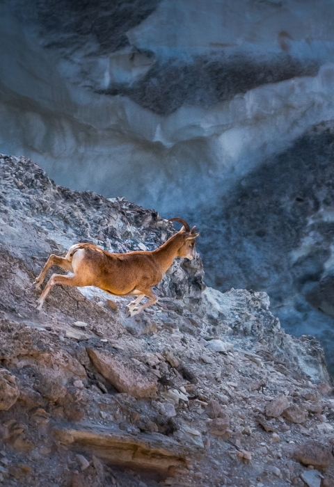 A wild sheep leaps on a rocky mountain top.
