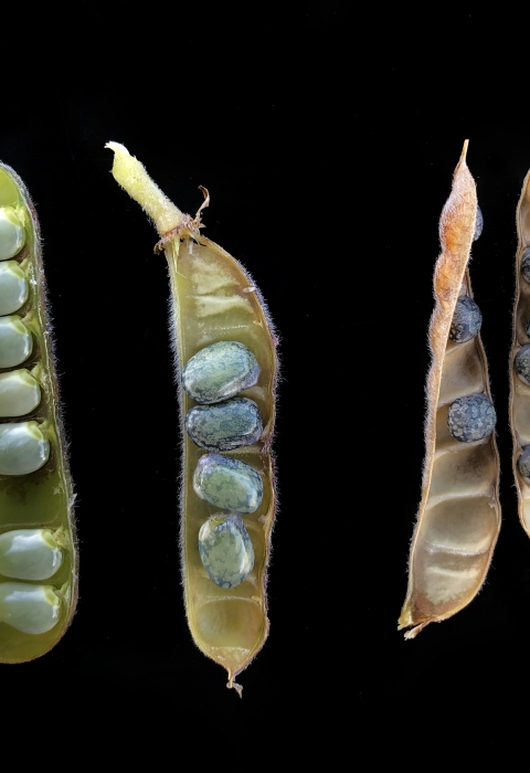 Seed pods open with the seeds on display showing ripeness for collection